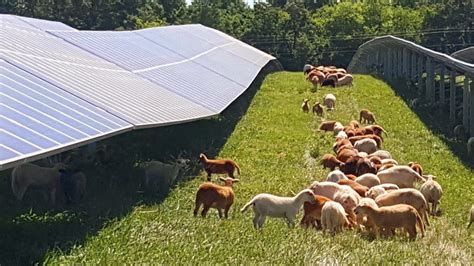 Sheep and solar farming - Sheep graze between rows of solar panels ...