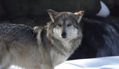 Tundra Wolf - Facts, Size, Diet & Habitat Information