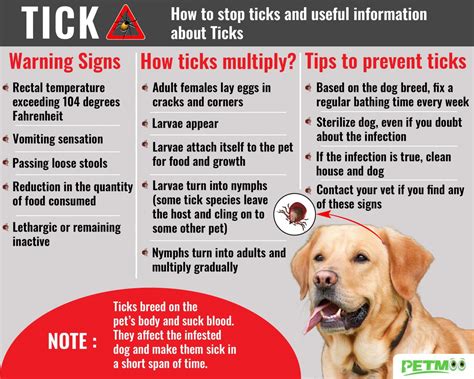 Tick Bite On Dogs - Tick Fever Symptoms & Treatments - Petmoo