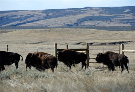 Colorado bison herd growing much faster than expected