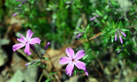 Alabama Wildflowers - Home Alqu