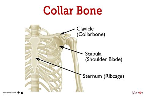 Clavicle And Scapula Diagram