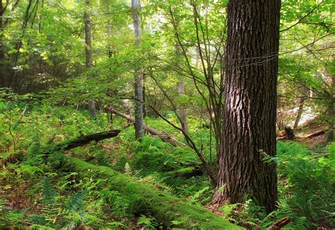 Free picture: wood, tree, nature, oak, forest, landscape, leaf, environment