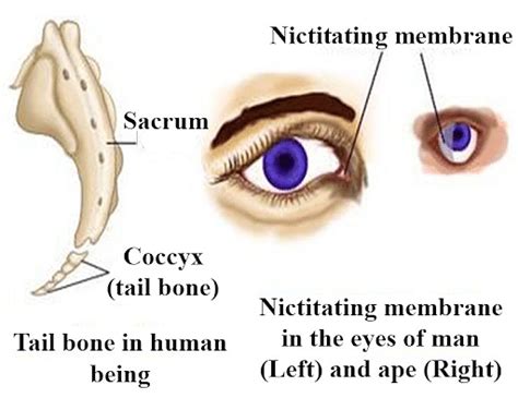 Vestigial Organs: Definition, Evolution, Features, Examples