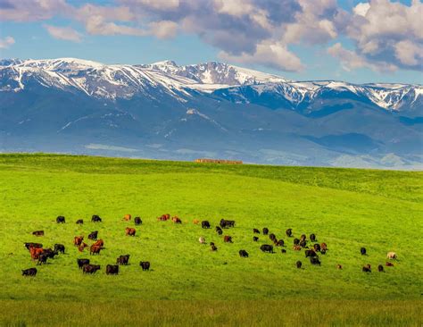 Montana Landscapes | Deep-Rooted Support of Agriculture | Fay Ranches