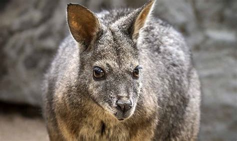 Tammar Wallaby - Los Angeles Zoo and Botanical Gardens