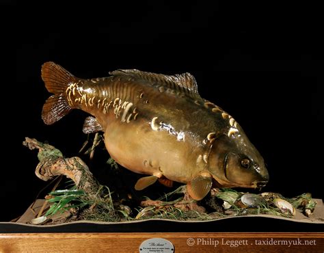 Record Mirror Carp - Taxidermy UK