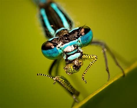 Dragonfly Macro Photography