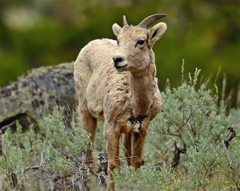 Baby Ram | Yellowstone Picnic Area | mapledog | Flickr