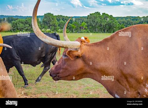 Texas Bull with long horns in a field during summer. Surrounded by other cows and bulls Stock ...