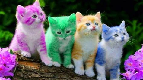 Cute Kitten Cat Colorful Learning Color Video For Kids Finger Family Nursery Rhyme Song ...