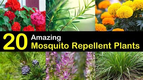 Keeping Mosquitoes Away - 20 Mosquito Repellent Plants