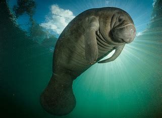 History/Description - ManateeWorld