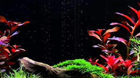 Plants naturally oxygenate your aquarium - YouTube