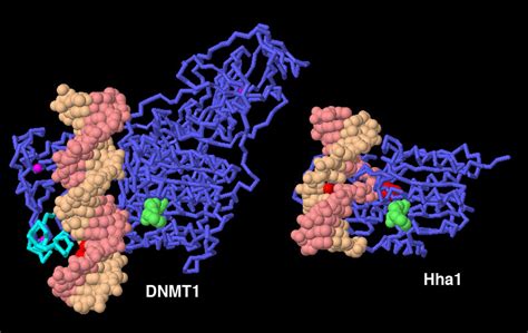 PDB-101: Molecule of the Month: DNA Methyltransferases