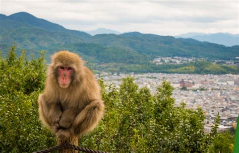 Kyoto Monkey Park Iwatayama Photos, Tips & Review | Sport and Life