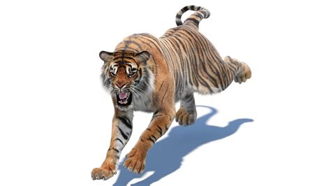 Tiger 3D Animation Camera - 136 tiger animated 3d models available for download in any file ...