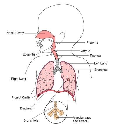 Pneumonia | Boston Children's Hospital