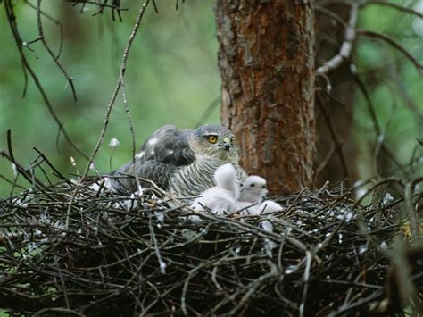 Sparrowhawk Nesting (Behaviour, Eggs + Location) | Birdfact