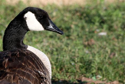 Canada Goose Border Free Stock Photo - Public Domain Pictures