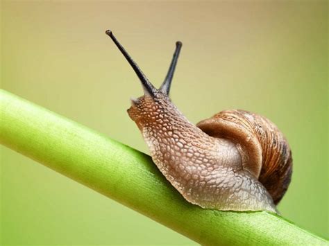 Everything You Need to Know About Garden Slugs