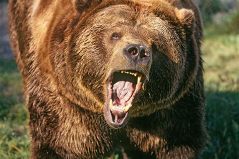 Massive grizzly bear mauls hunter to death in first-of-its-kind attack in Alaska