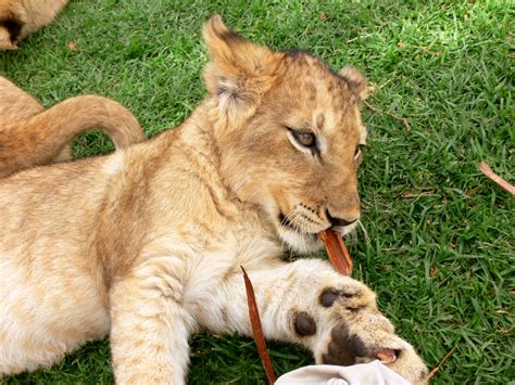 Lion Cub Chewing Wood Free Stock Photo - Public Domain Pictures