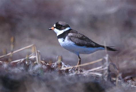 Semipalmated Plover - Charadrius semipalmatus - NatureWorks