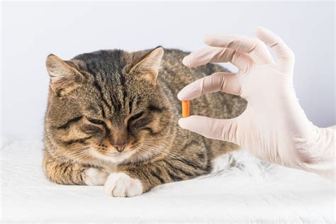 Deworming Your Cat: Everything You Need to Know Archives - Feline ...