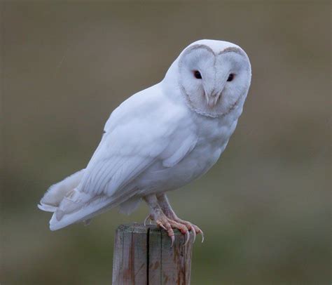 Steve Gantlett в Твиттере: «This fabulous pure white Barn Owl just ...