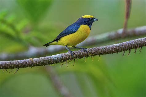 Yellow-crowned euphonia resting on branch Photograph by Raul Cole ...