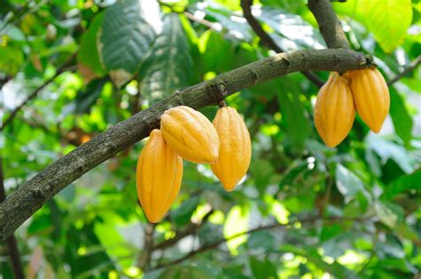 Philipines Cocao (Cocoa) Tree Growth - Microbial fertilizer Organic ...