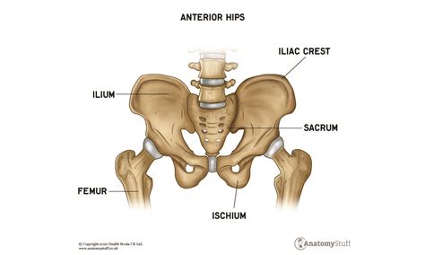 Hip Anatomy | Motion & Function | AnatomyStuff