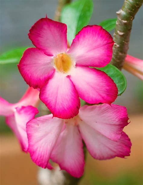 Adenium obesum - tips on caring for Desert Rose