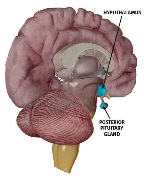 VB News Desk: Epigenetics, Oxytocin, and Mother-Baby Interactions