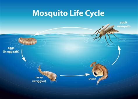 Mosquito.Buzz - Mosquito Life Cycle