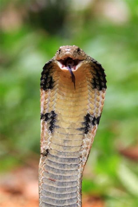 20 Crazy King Cobra Facts - Fact Animal