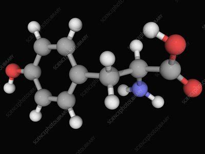 Tyrosine molecule - Stock Image - F004/6075 - Science Photo Library