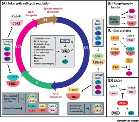 New Insights into CDK Regulators: Novel Opportunities for Cancer ...