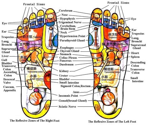 TRUELIFE: Reflexology