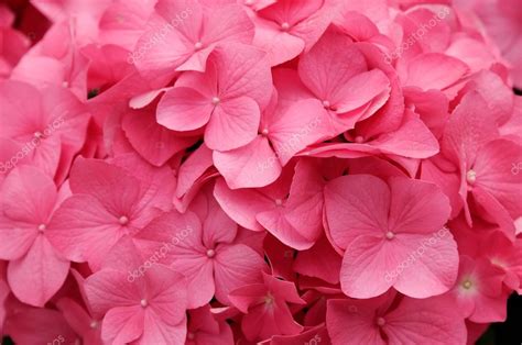 Pink hydrangea flowers as natural background Stock Photo by ©poissonenciel 12285404