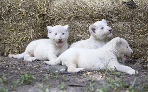 Pride of White Lion Cubs 844557 Stock Photo at Vecteezy