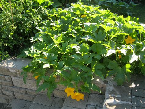 Acorn Squash taking over - Caramel & Parsley