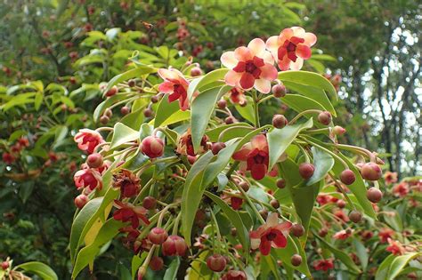 Illicium henryi (Chinese Anise Tree, Henry Anise Tree) | North Carolina Extension Gardener Plant ...