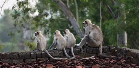 Mother Gray Langur Also Known As Hanuman Langur with Her Baby. Stock ...