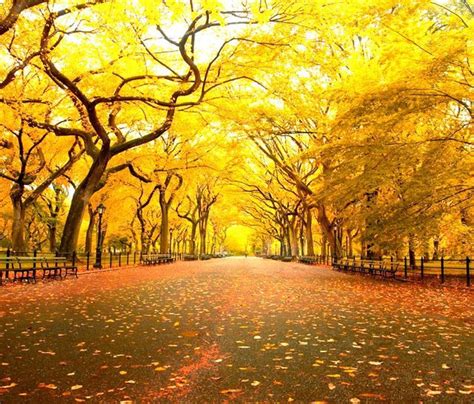 Fall in Central Park, New York