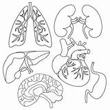 Human Body Organs Worksheets Sketch Coloring Page sketch template