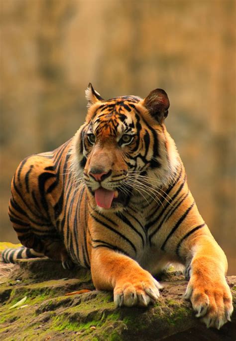 The 25+ best Javan tiger ideas on Pinterest | Habitat of tiger, Extinct ...