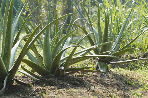 Tips for Growing Aloe Vera Outdoors | Gardener’s Path