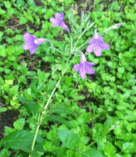 Wild Petunia - Pollinator Garden - Transplanted on 5/11/16 | Pollinator ...